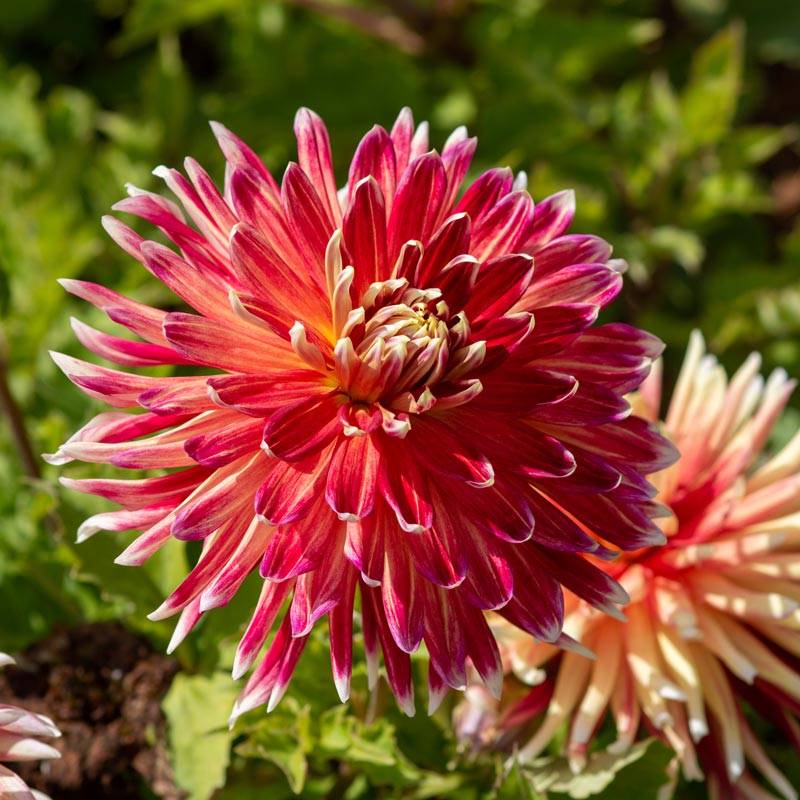Dahlia Terrace - Tango - 2 bulbs p-pack