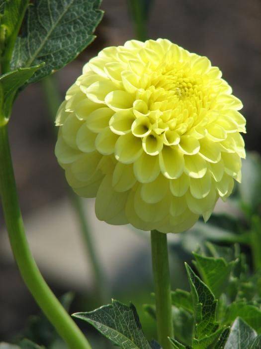 Dahlia Pompon - Amusing - 2 bulbs p-pack
