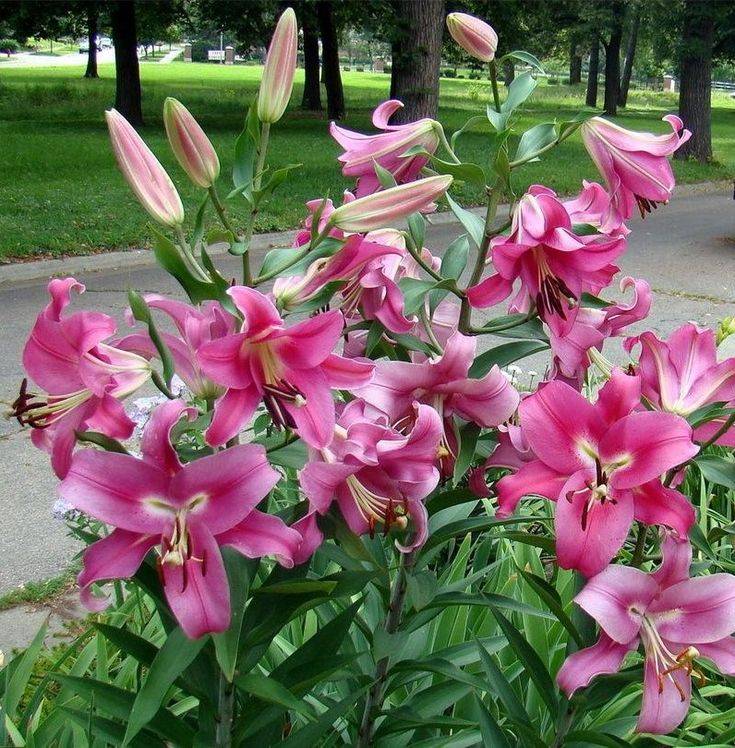 Lilium Oriental Trumpet - Robina - 3 bulbs p-pack