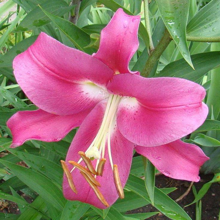 Lilium Oriental Trumpet - Robina - 3 bulbs p-pack