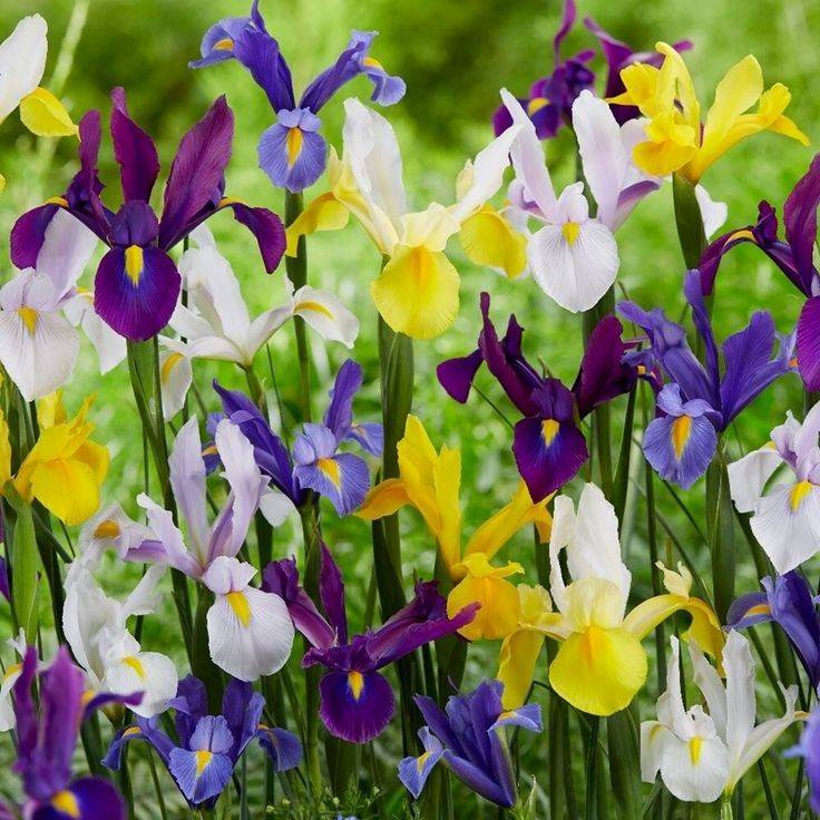 Dutch Iris - Mixed - 50 bulbs p-pack