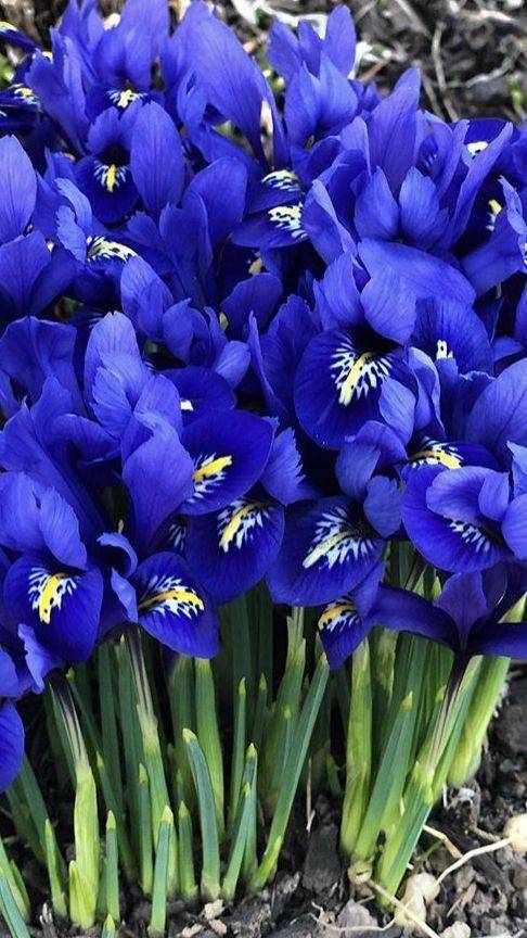 Dutch Iris - Dark Blue - 25 bulbs p-pack