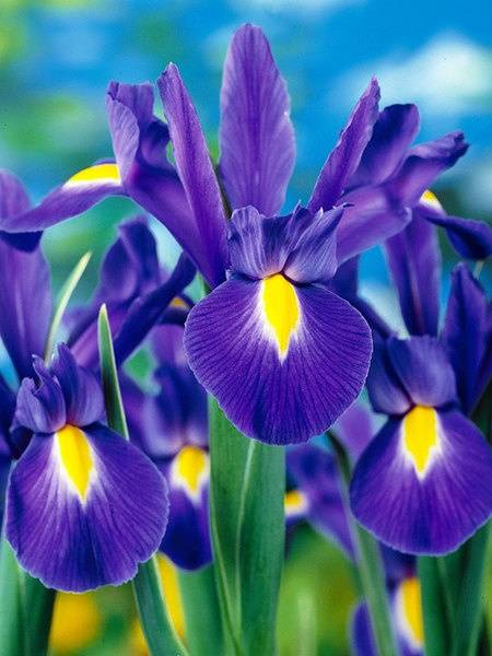 Dutch Iris - Dark Blue - 25 bulbs p-pack