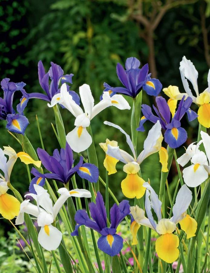 Dutch Iris - Mixed - 50 bulbs p-pack