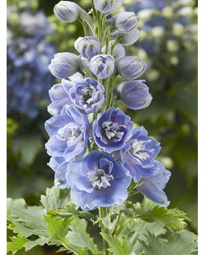 Delphinium 'Magic Fountains' (Larkspur) Seeds - "Delphinium elatum"