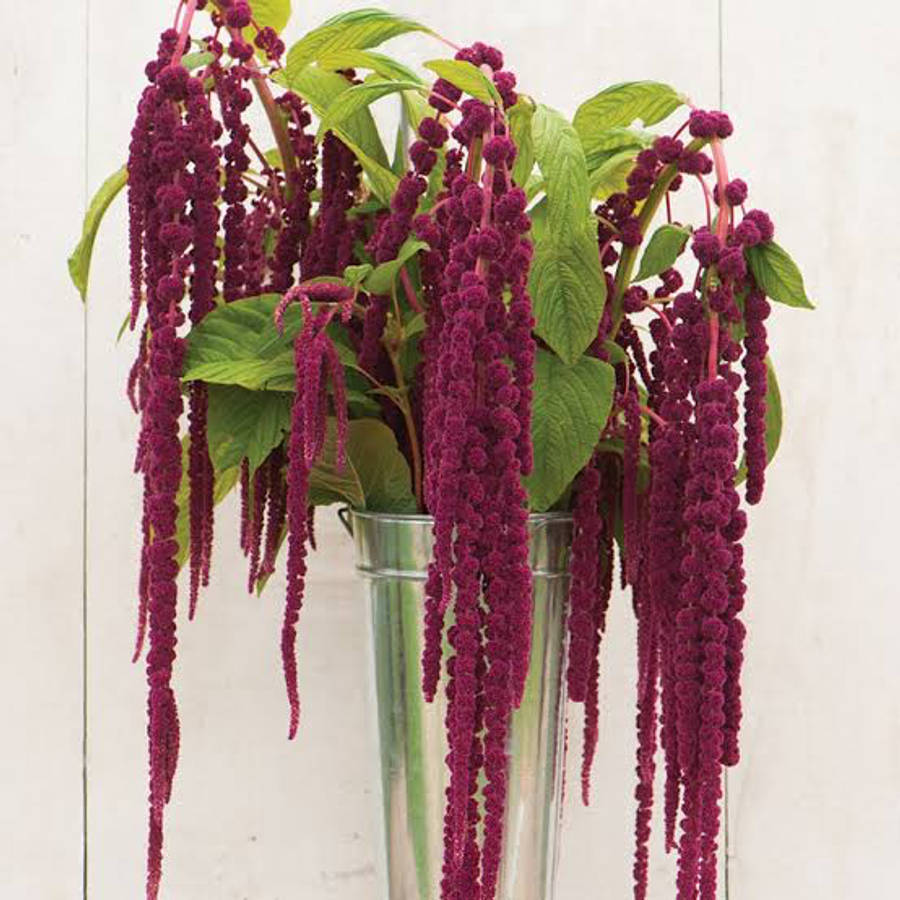 Love-Lies-Bleeding (RED) Seeds - "Amaranthus caudatus"