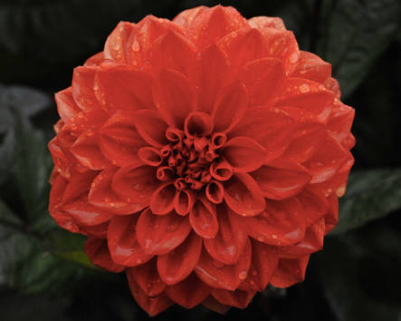 Dahlia - Ellen Huston