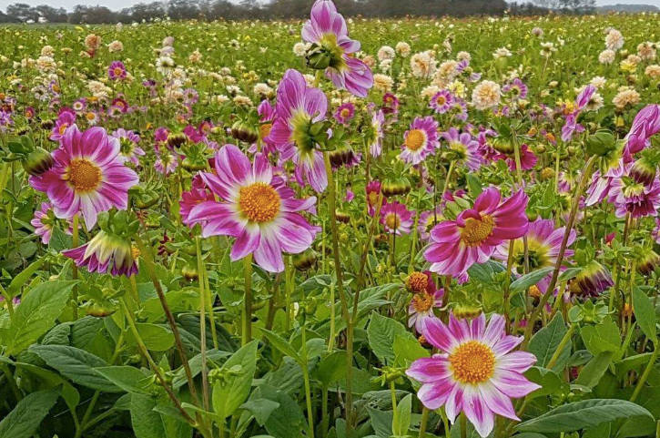 Dahlia - Freya's Sweetheart