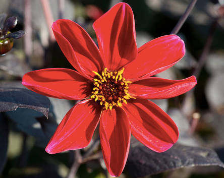 Dahlia - Happy Single Romeo