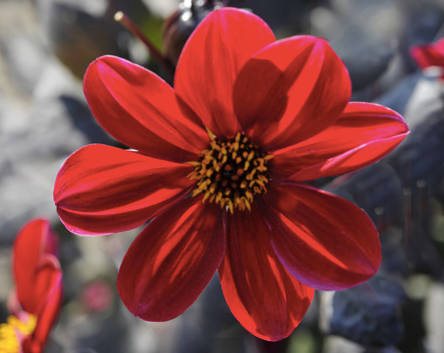 Dahlia - Happy Single Romeo