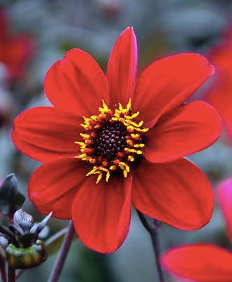 Dahlia - Happy Single Romeo