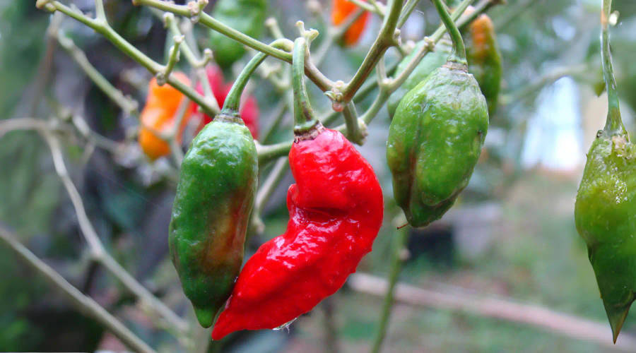 Ghost Chilli Bhut Jolokia Seeds - "Capsicum chinense × Capsicum frutescens"