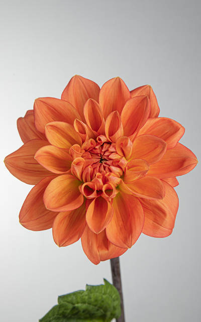 Dahlia Variabilis 'Orange Stone' Plugs