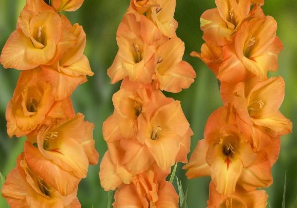 Gladiolus - Avicci