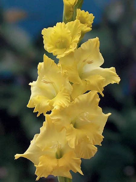 Gladiolus - Charisma