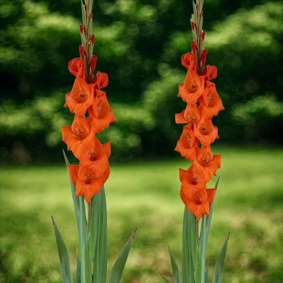 Gladiolus - Cartago