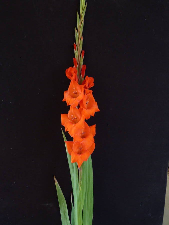 Gladiolus - Cartago