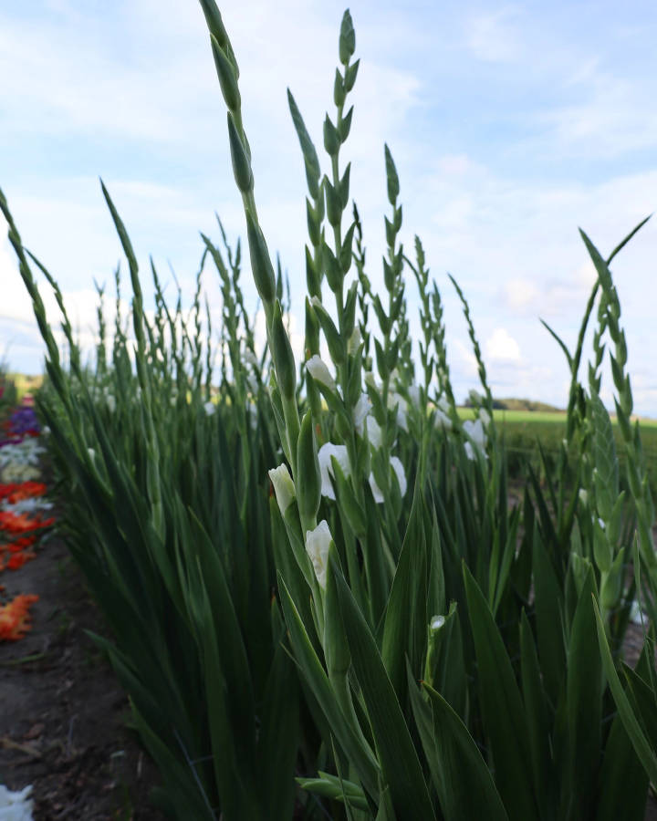 Gladiolus - Grand Prix