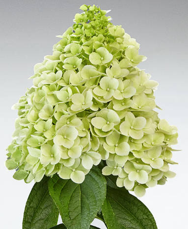 Hydrangea Paniculata - Panenka®