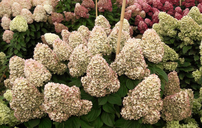 Hydrangea Paniculata - Panenka®