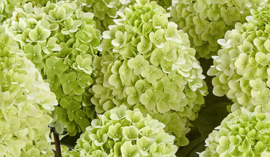 Hydrangea Paniculata - Panenka®