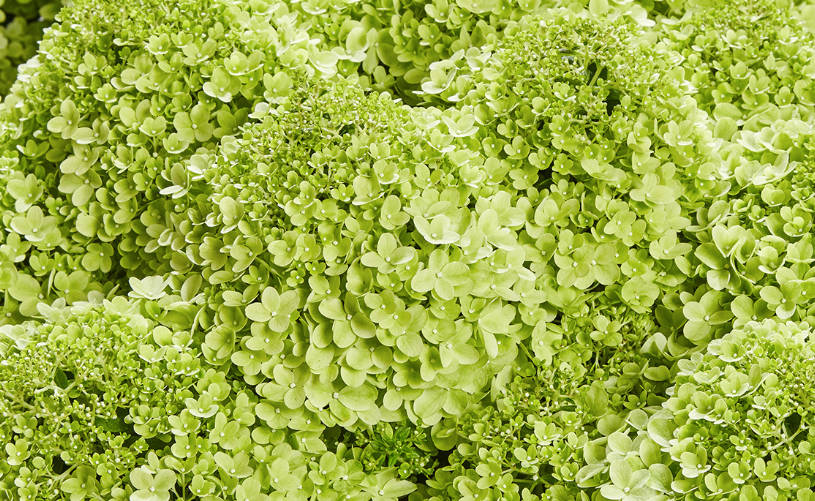 Hydrangea Paniculatum - Pansana®
