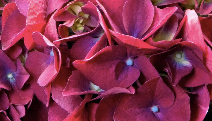 Hydrangea Macrophylla - Red Beauty Purple®