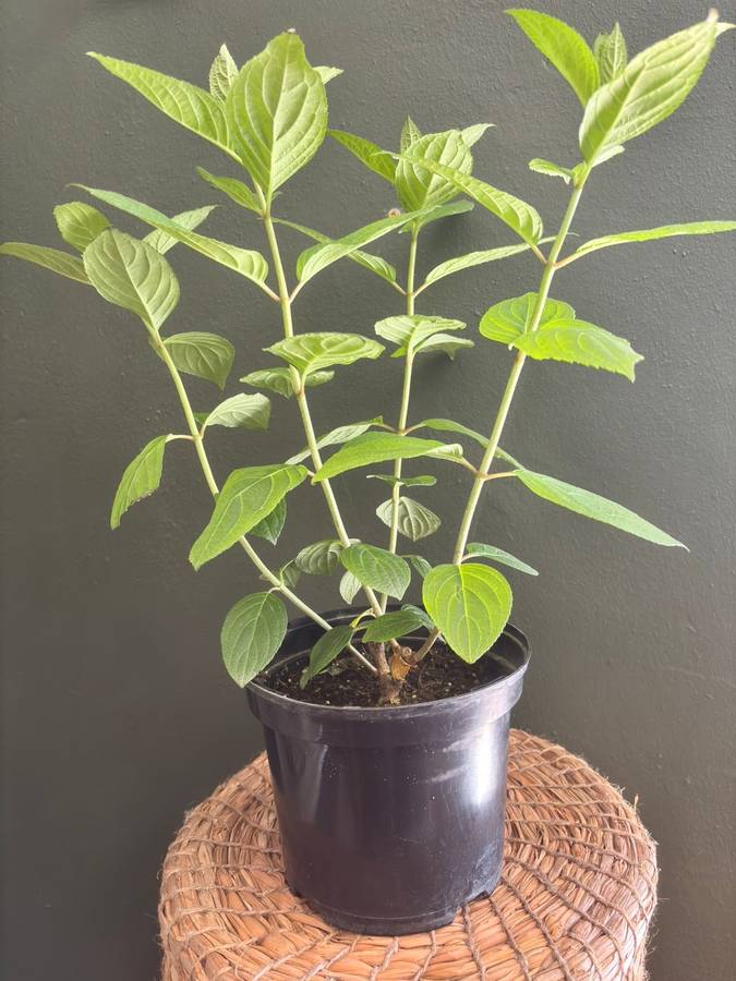 Hydrangea Paniculata - Panenka®