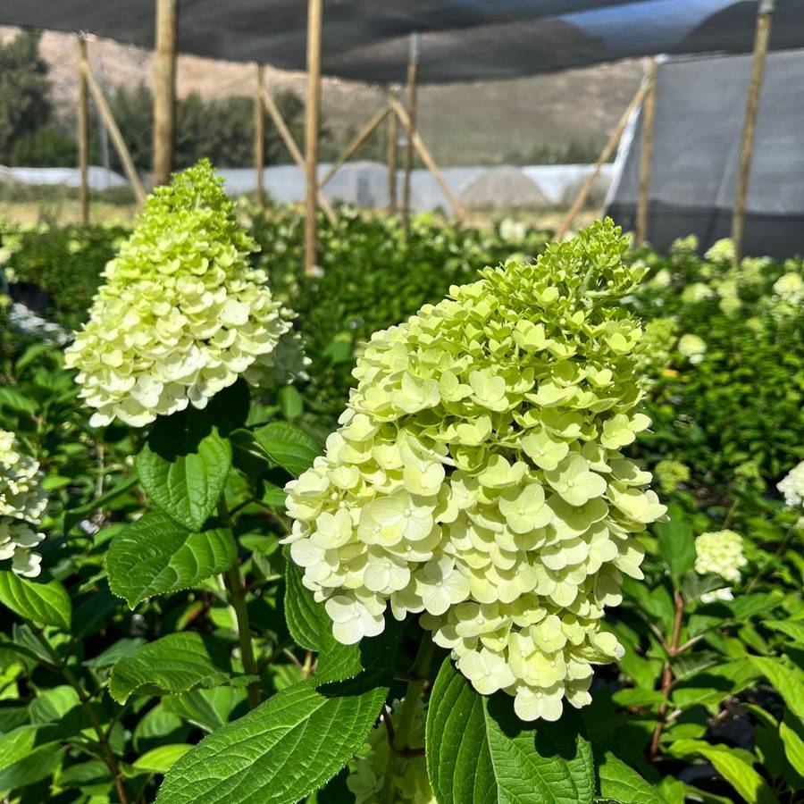 Hydrangea Paniculatum - Pansana®