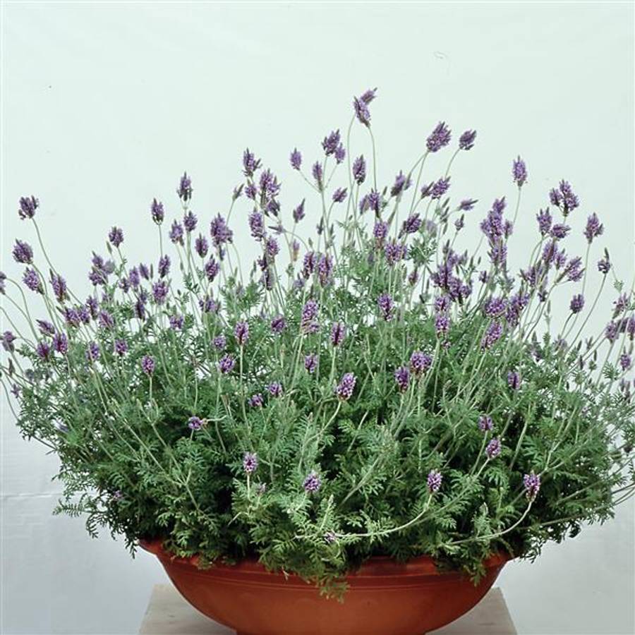 Fernleaf Lavender