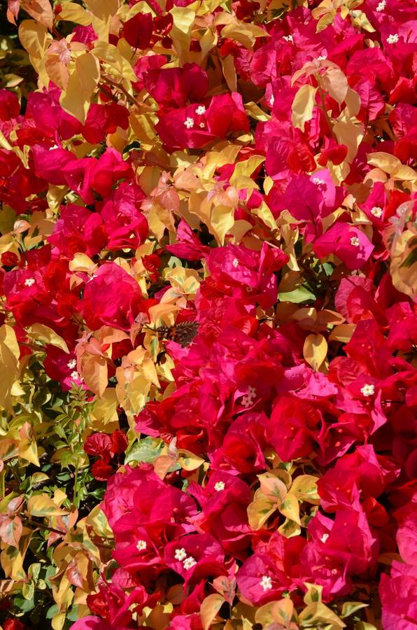 Bougainvillea - Dauphine