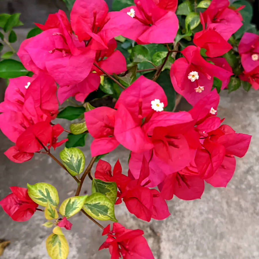 Bougainvillea - Dauphine