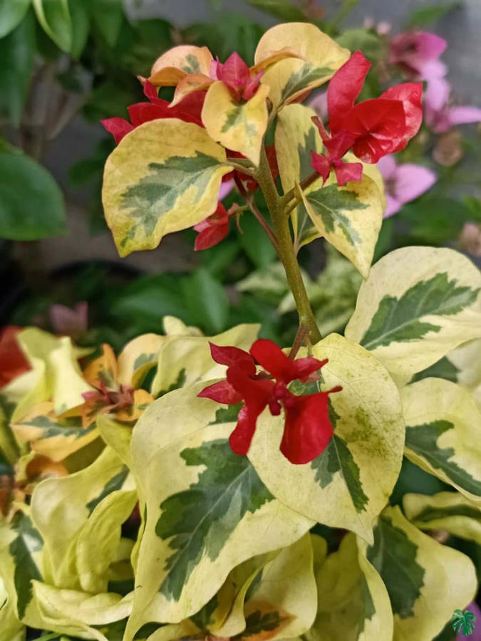 Bougainvillea - Dauphine