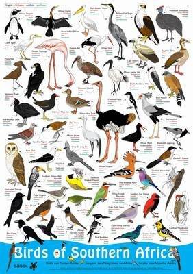 Birds of Southern Africa (Poster)