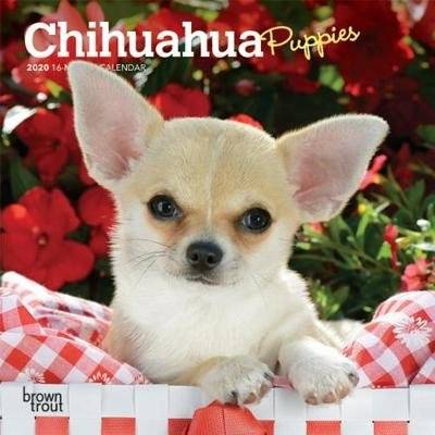 Chihuahua Puppies 2020 Mini Wall Calendar (Calendar)
