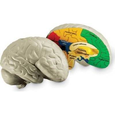 Learning Resources Soft Foam Cross Section Human Brain Model