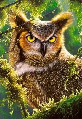Castorland Jigsaw Puzzle - Watching & Waiting (1000 Pieces)