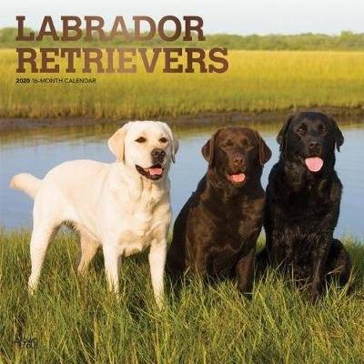 Labrador Retrievers 2020 Square Wall Calendar (Calendar)