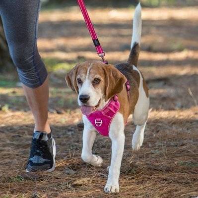 Rogz Utility Explore Harness (Pink Reflective)