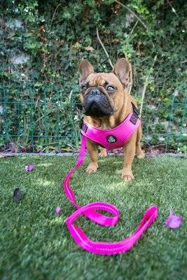 Dog's Life X Dog Neoprene Soft Harness (Hot Pink)