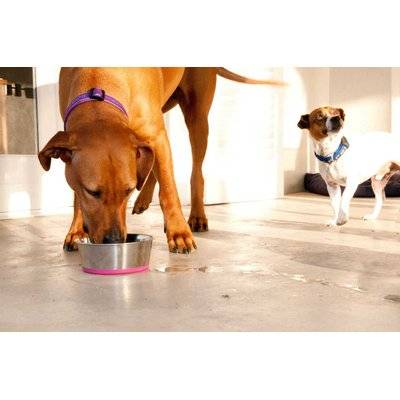 Rogz Stainless Steel Slurp Dog Bowl - Medium 1050ml (Pink Base)
