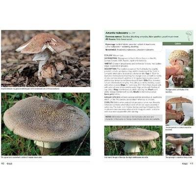Mushrooms and Other Fungi of South Africa (Paperback)
