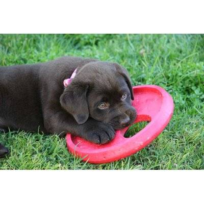 Rogz Flying Object Throwing Disc Dog Toy (Red)