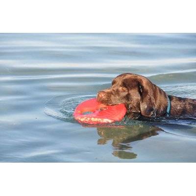 Rogz Flying Object Throwing Disc Dog Toy (Red)