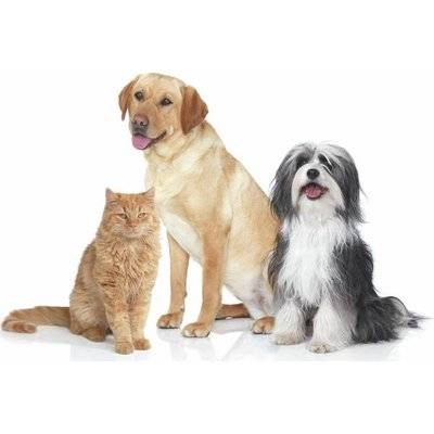 Bosch Zoo'o ProAnimal Bagless Vacuum Cleaner (2500W) Picture 5