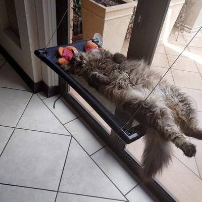 zaKatz Window Hammock/Sunny Seat Cat and Small Dog Bed