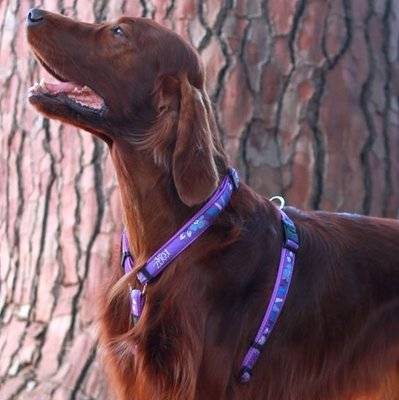 Rogz Fancy Dress Small 11mm Jellybean Classic Dog Harness (Purple Forest Design)