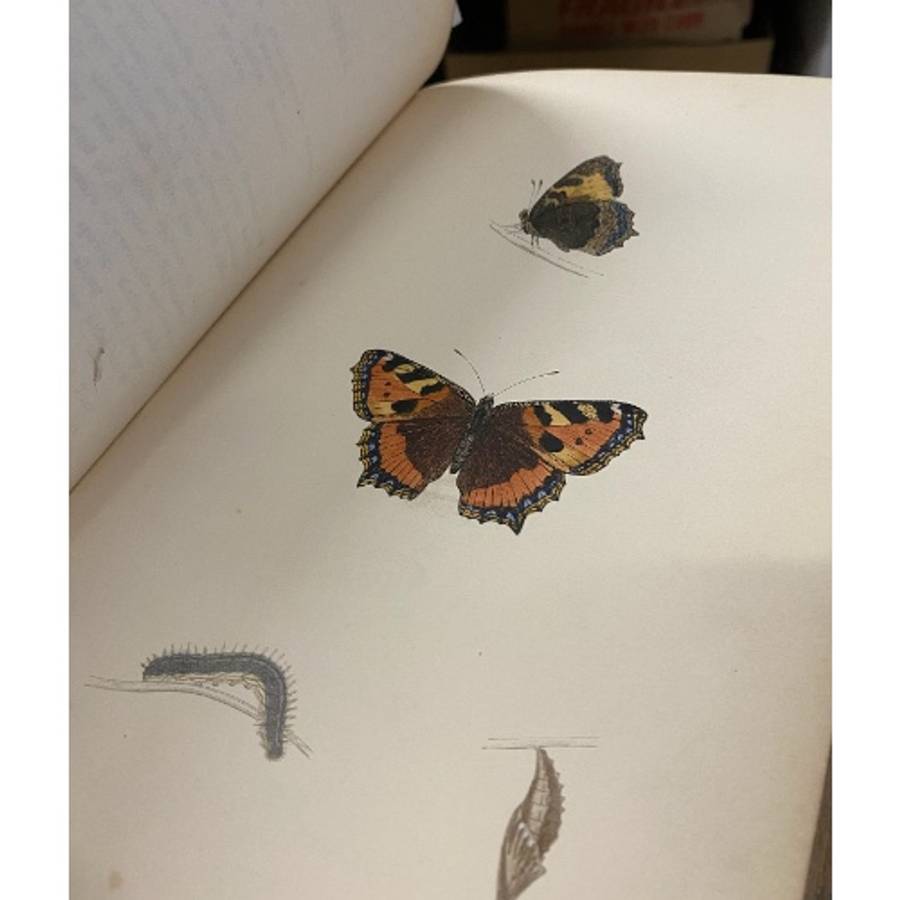 Morris's British Butterflies