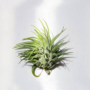 Ionantha - Air Plant