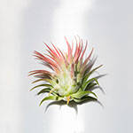 Ionantha - Air Plant